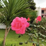 Polihrono GREEN GARDENS Polihrono